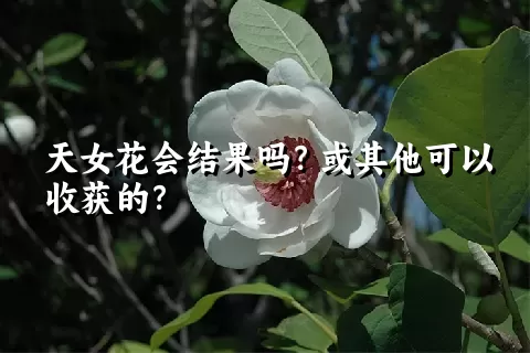 天女花会结果吗？或其他可以收获的？