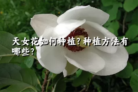 天女花如何种植？种植方法有哪些？