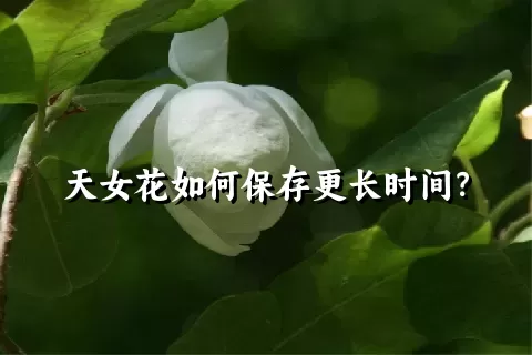 天女花如何保存更长时间？