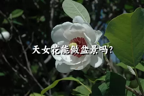 天女花能做盆景吗？