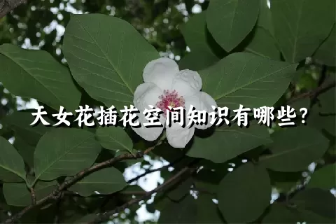 天女花插花空间知识有哪些？