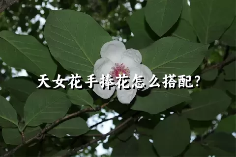 天女花手捧花怎么搭配？