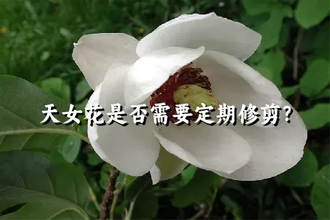 天女花是否需要定期修剪？