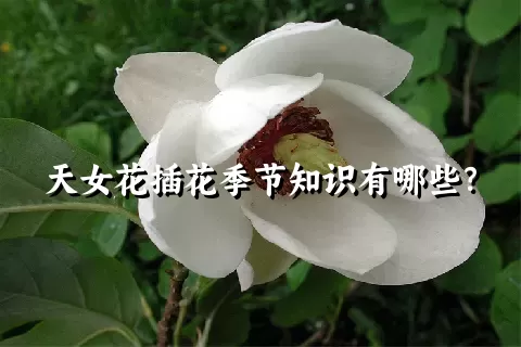 天女花插花季节知识有哪些？