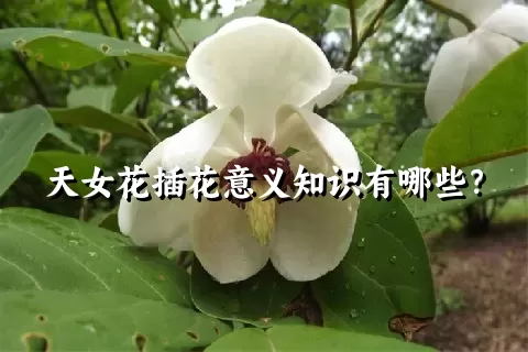 天女花插花意义知识有哪些？