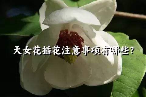 天女花插花注意事项有哪些？