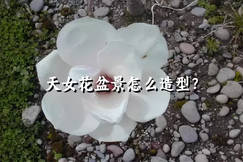 天女花盆景怎么造型？