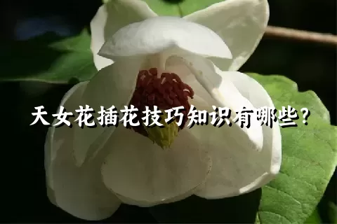 天女花插花技巧知识有哪些？