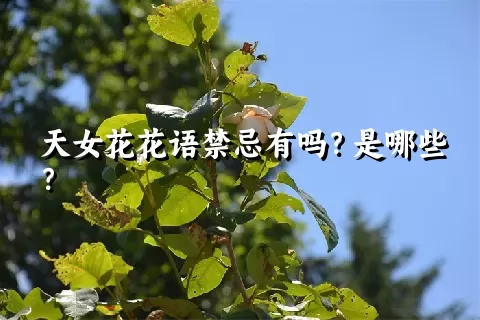 天女花花语禁忌有吗？是哪些？