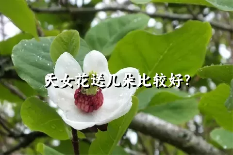 天女花送几朵比较好？