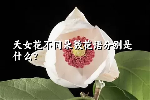 天女花不同朵数花语分别是什么？