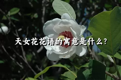 天女花花语的寓意是什么？