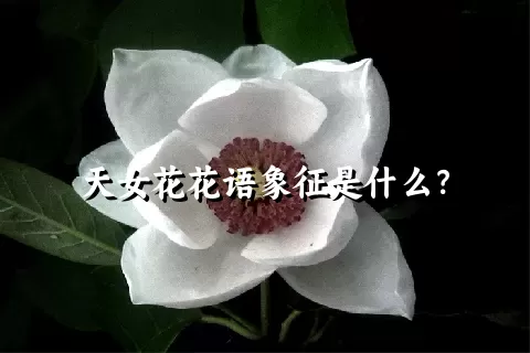 天女花花语象征是什么？