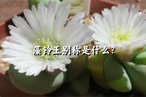 藻铃玉别称是什么？