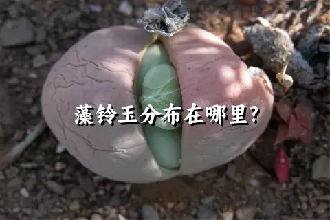 藻铃玉分布在哪里?