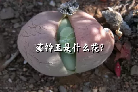 藻铃玉是什么花？