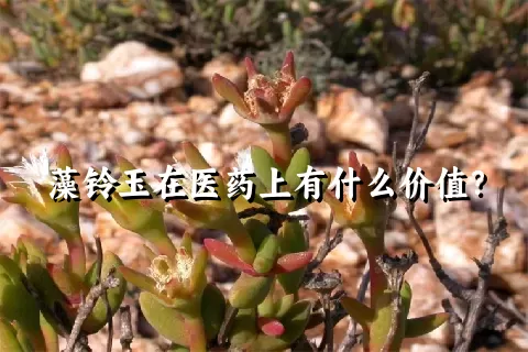 藻铃玉在医药上有什么价值？