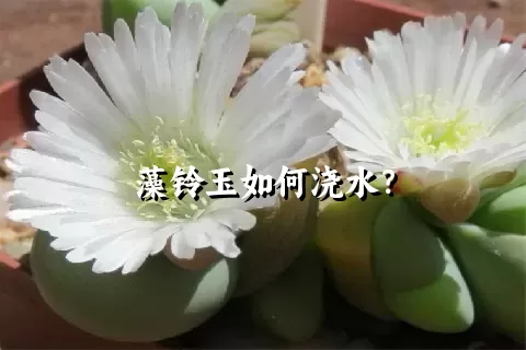 藻铃玉如何浇水？