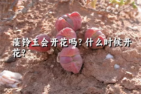 藻铃玉会开花吗？什么时候开花？