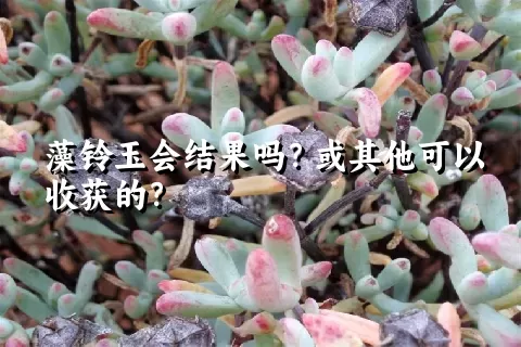 藻铃玉会结果吗？或其他可以收获的？