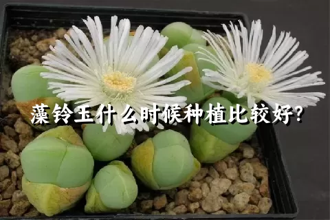 藻铃玉什么时候种植比较好？