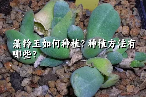 藻铃玉如何种植？种植方法有哪些？