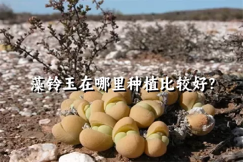 藻铃玉在哪里种植比较好？