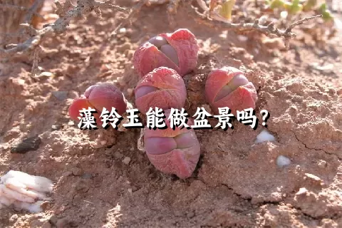 藻铃玉能做盆景吗？