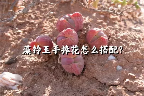 藻铃玉手捧花怎么搭配？