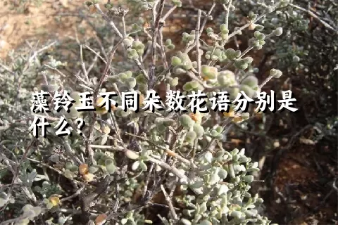 藻铃玉不同朵数花语分别是什么？