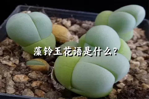 藻铃玉花语是什么？