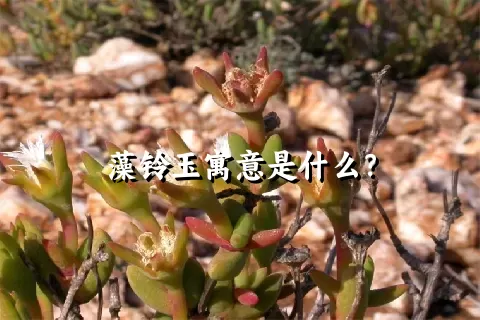 藻铃玉寓意是什么？