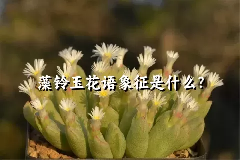 藻铃玉花语象征是什么？