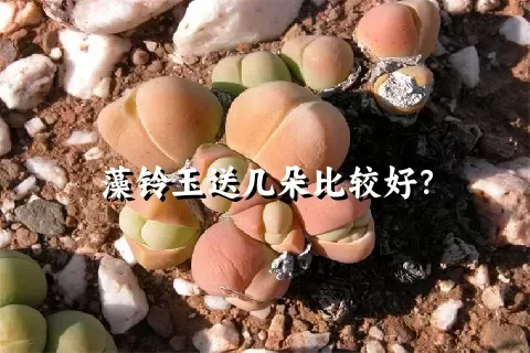 藻铃玉送几朵比较好？