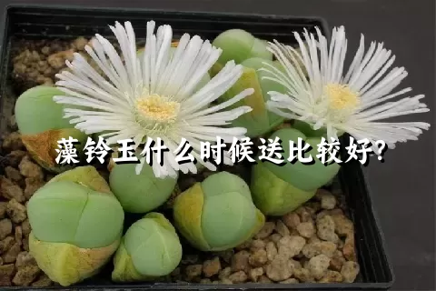 藻铃玉什么时候送比较好？