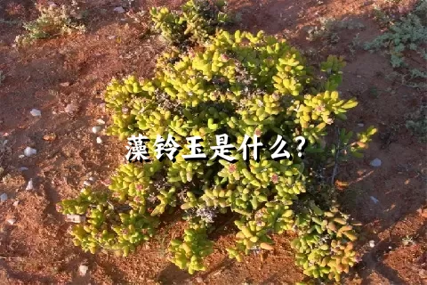 藻铃玉是什么?