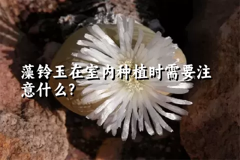 藻铃玉在室内种植时需要注意什么?