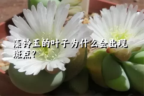 藻铃玉的叶子为什么会出现斑点?