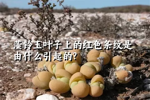 藻铃玉叶子上的红色条纹是由什么引起的?