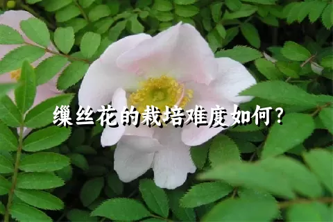 缫丝花的栽培难度如何？