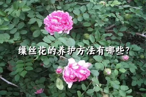 缫丝花的养护方法有哪些？