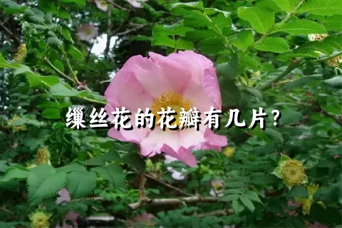 缫丝花的花瓣有几片？