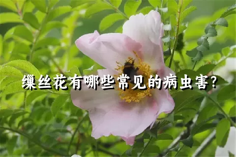 缫丝花有哪些常见的病虫害？