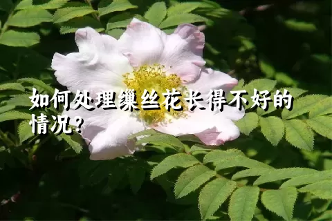 如何处理缫丝花长得不好的情况？