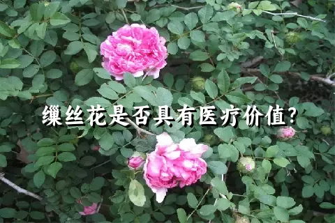 缫丝花是否具有医疗价值？