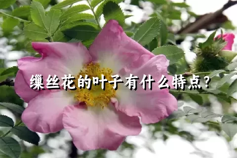 缫丝花的叶子有什么特点？