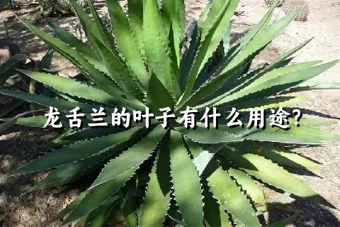 龙舌兰的叶子有什么用途？