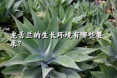 龙舌兰的生长环境有哪些要求？