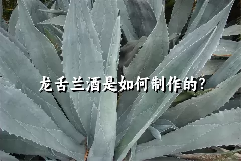 龙舌兰酒是如何制作的？