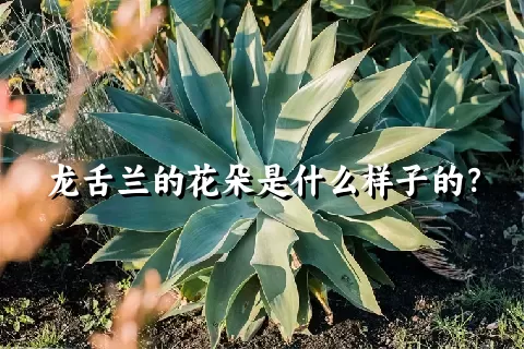 龙舌兰的花朵是什么样子的？